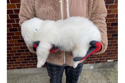 成約済の千葉県のグレートピレニーズ-359424の19枚目